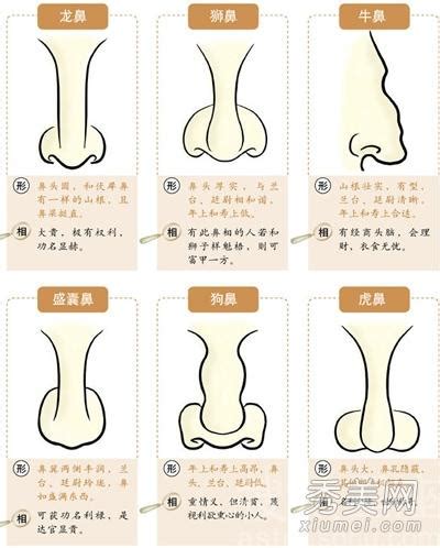 富貴鼻 面相|鼻相分析10款｜鼻樑有節及橫紋、豬膽鼻、鼻頭下垂代表甚麼？姻 